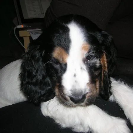 比安卡住宿加早餐酒店 住宿加早餐酒店 卡塔尼亚